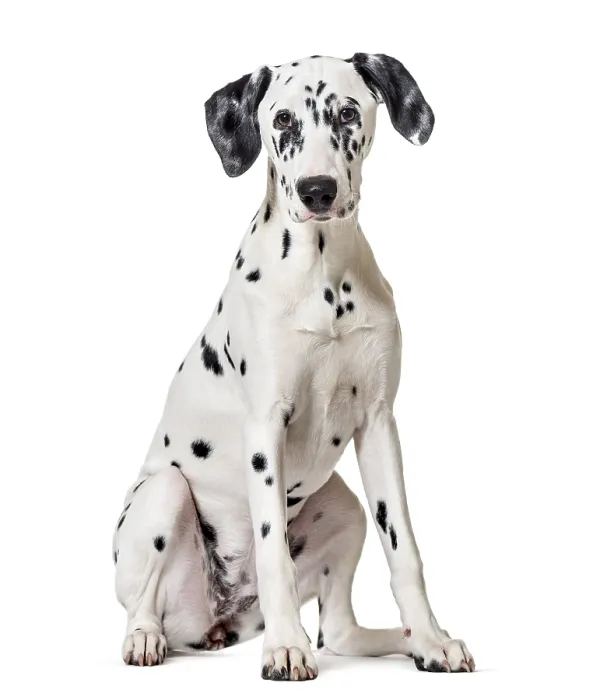 Framed Print : Dalmatian dog, sitting, looking at the camera