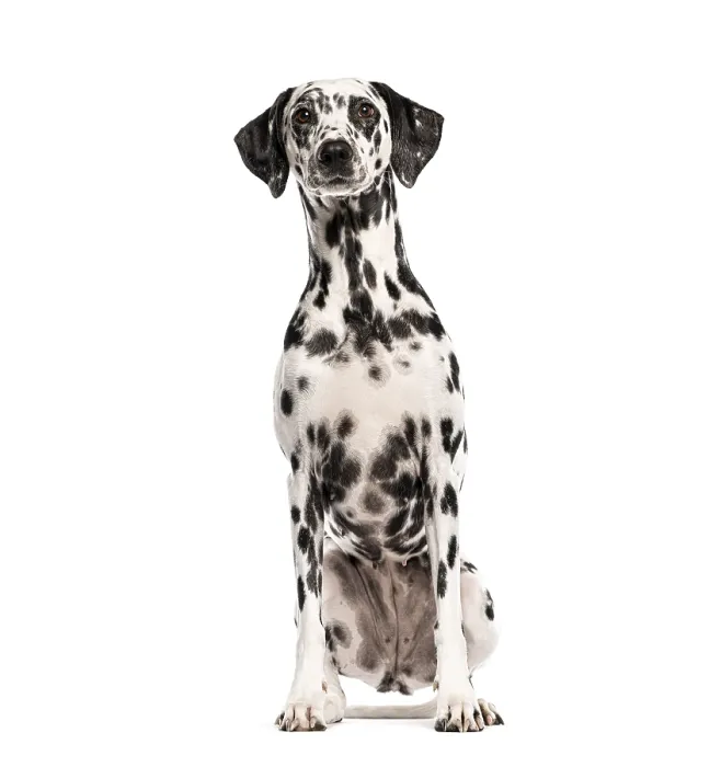 Framed Print : Dalmatian dog sitting and looking at camera on white background