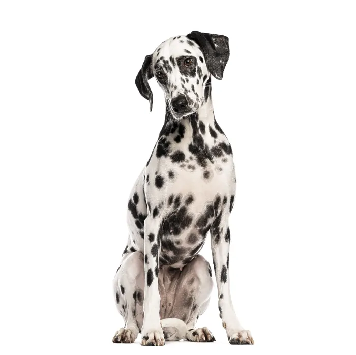 Framed Print : Dalmatian dog sitting and looking slightly to the side Framed Print : Dalmatian dog sitting and looking slightly to the side
