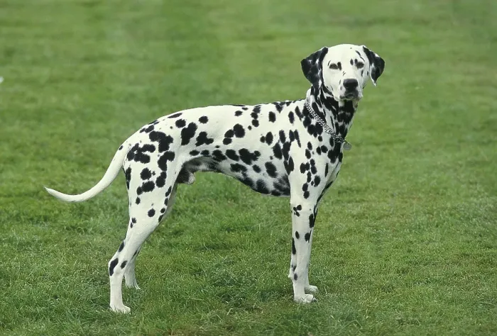 Framed Print : Dalmatian Dog standing on Grass Framed Print : Dalmatian Dog standing on Grass