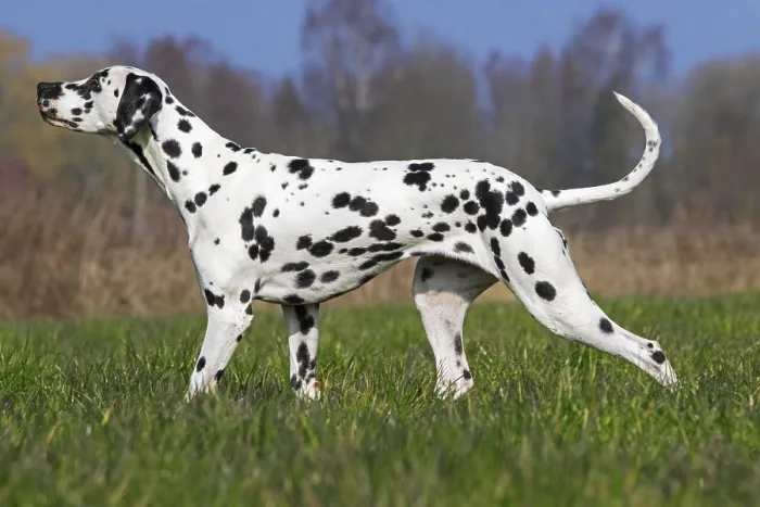 Framed Print : Dalmatian in the field Framed Print : Dalmatian in the field
