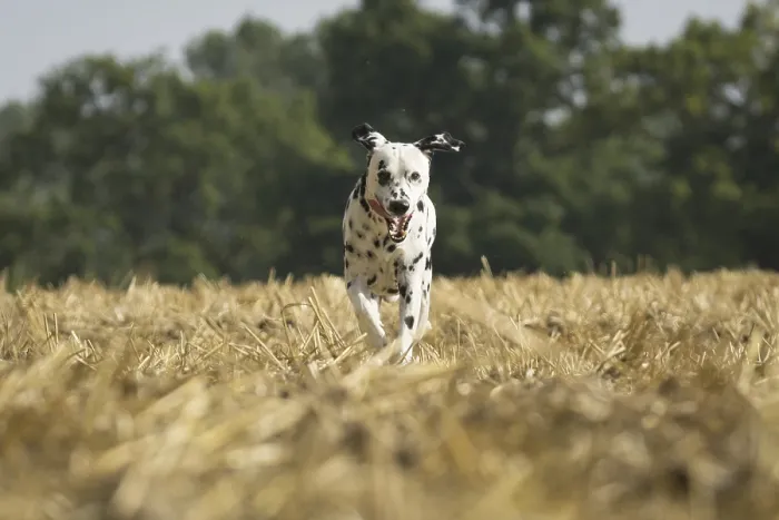 Framed Print : Dalmatian in a field (Dalmatinac) Framed Print : Dalmatian in a field (Dalmatinac)