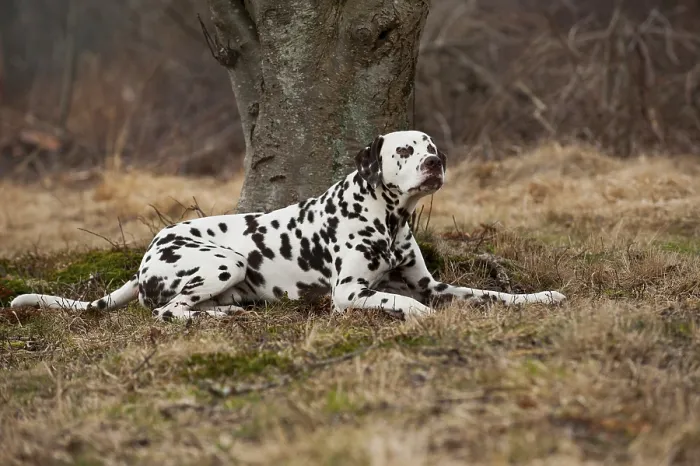 Framed Print : Dalmatian, lying Framed Print : Dalmatian, lying