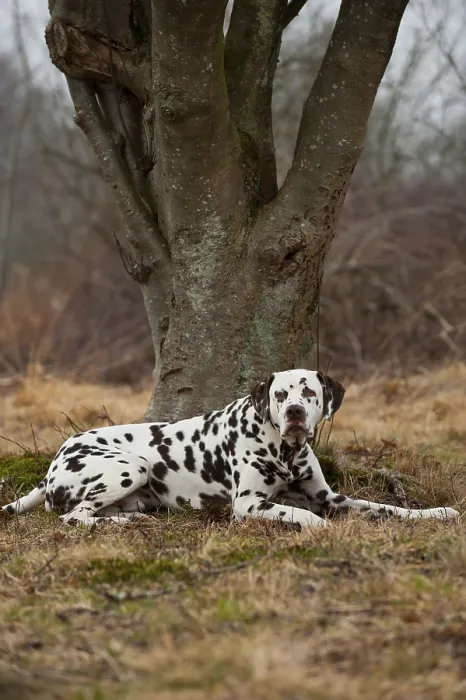 Framed Print : Dalmatian, lying Framed Print : Dalmatian, lying