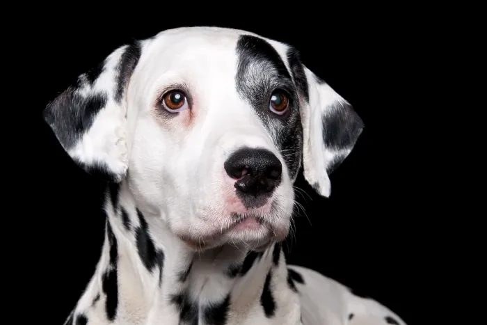 Framed Print : Dalmatian, male, 11 years old, old dog
