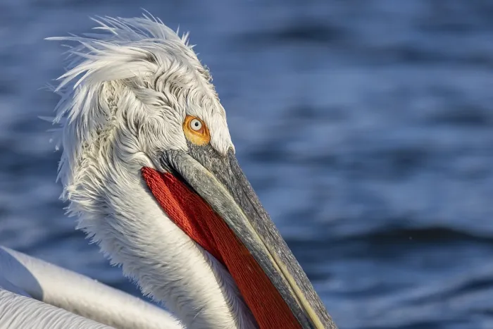 Framed Print : Dalmatian Pelican (Pelecanus crispus)