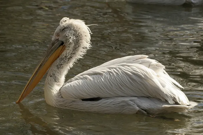 Framed Print : Dalmatian Pelican (Pelecanus crispus) Framed Print : Dalmatian Pelican (Pelecanus crispus)