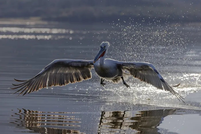 Framed Print : Dalmatian pelican (Pelecanus crispus)