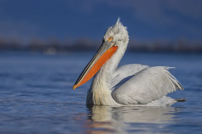 Framed Print : Dalmatian Pelican (Pelecanus crispus) Framed Print : Dalmatian Pelican (Pelecanus crispus)