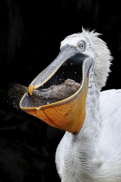 Framed Print : Dalmatian pelican (Pelecanus crispus) Framed Print : Dalmatian pelican (Pelecanus crispus)