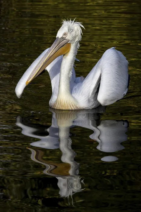 Framed Print : Dalmatian Pelican (Pelecanus crispus) Framed Print : Dalmatian Pelican (Pelecanus crispus)