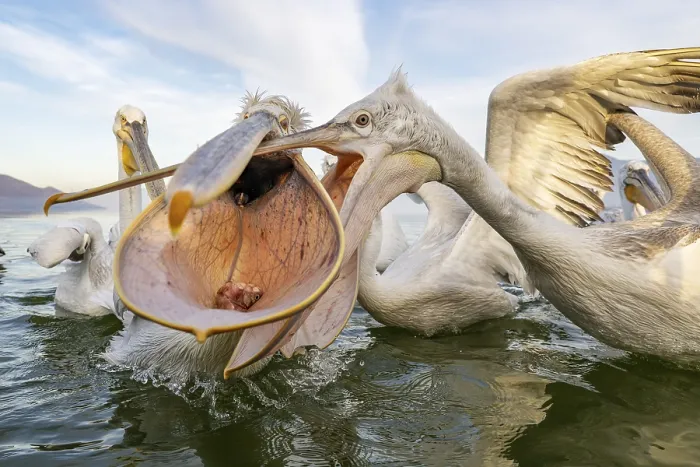 Framed Print : Dalmatian Pelican (Pelecanus crispus)