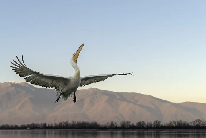 Framed Print : Dalmatian Pelican (Pelecanus crispus) Framed Print : Dalmatian Pelican (Pelecanus crispus)