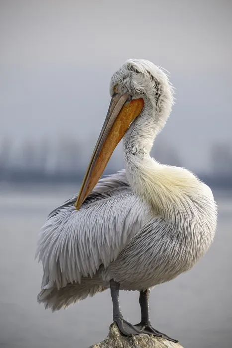 Framed Print : Dalmatian Pelican (Pelecanus crispus)