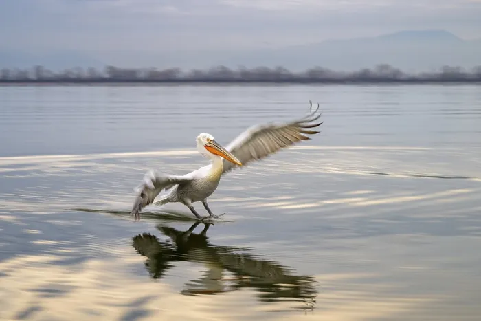 Framed Print : Dalmatian Pelican (Pelecanus crispus)