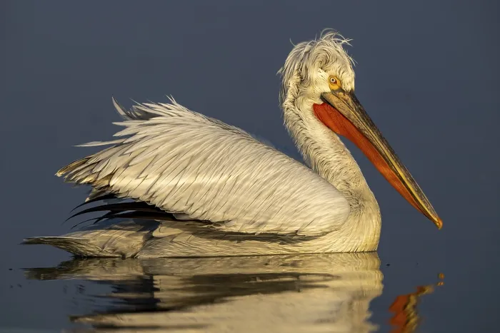 Framed Print : Dalmatian Pelican (Pelecanus crispus)