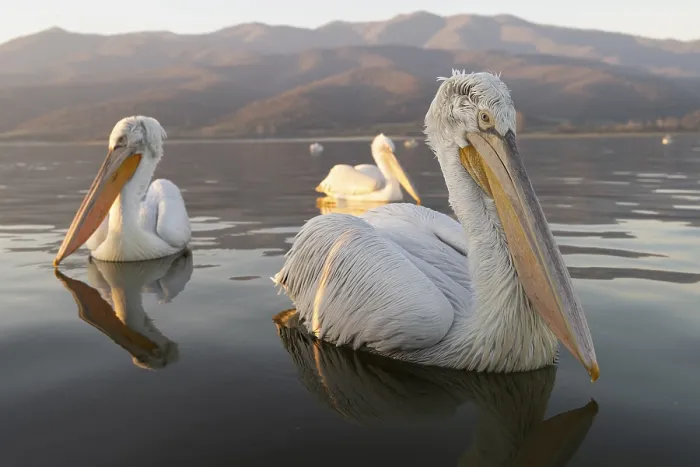 Framed Print : Dalmatian Pelican (Pelecanus crispus) Framed Print : Dalmatian Pelican (Pelecanus crispus)