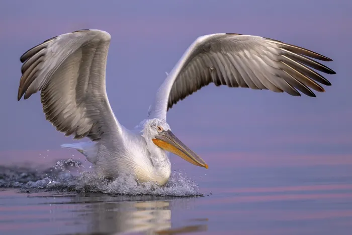 Framed Print : Dalmatian Pelican (Pelecanus crispus)