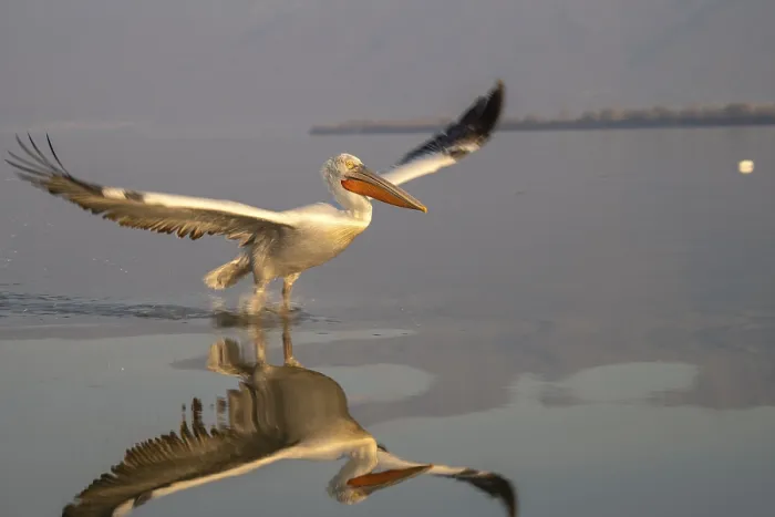 Framed Print : Dalmatian Pelican (Pelecanus crispus)