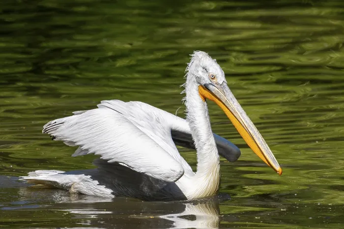 Framed Print : Dalmatian pelican (Pelecanus crispus) swimming on a lake