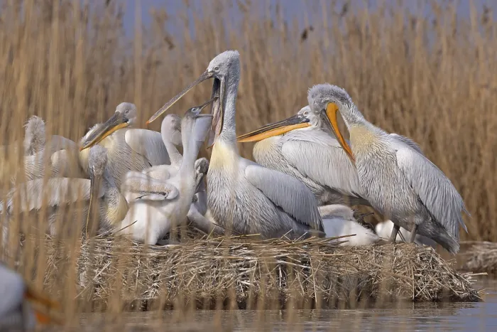 Framed Print : Dalmatian pelicans (Pelecanus crispus) Framed Print : Dalmatian pelicans (Pelecanus crispus)