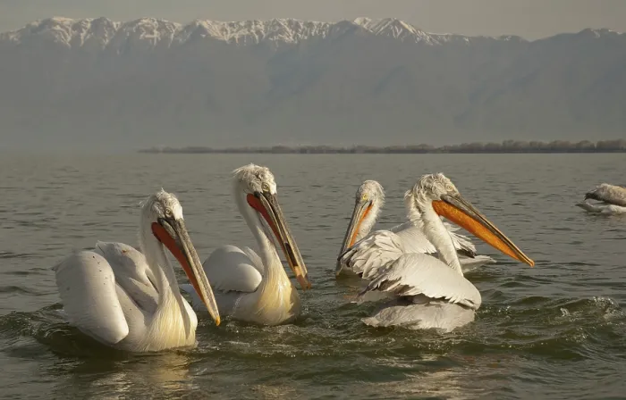 Framed Print : Dalmatian pelicans (Pelecanus crispus)