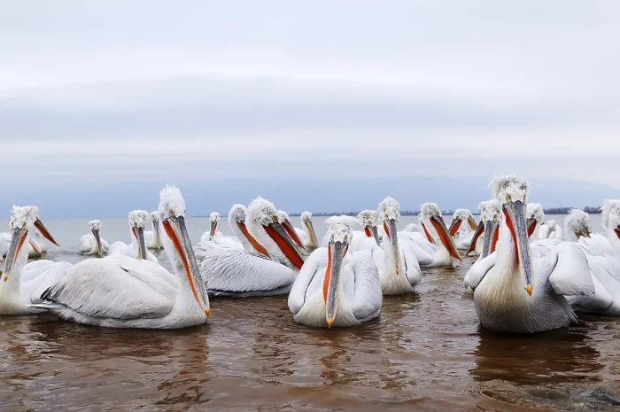 Framed Print : Dalmatian Pelicans (Pelecanus crispus)