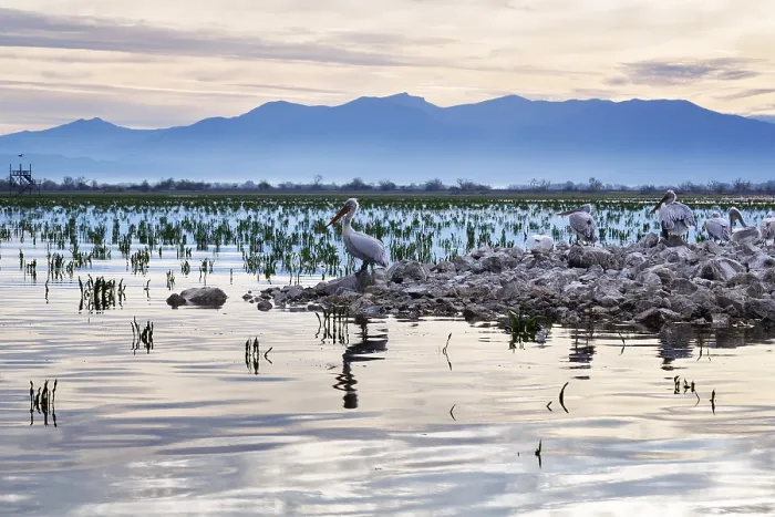 Framed Print : Dalmatian pelicans (Pelecanus crispus) on an island in Lake Kerkini Framed Print : Dalmatian pelicans (Pelecanus crispus) on an island in Lake Kerkini
