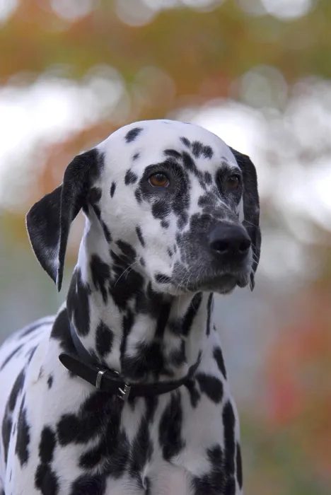 Framed Print : Dalmatian, portrait, FCI Standard No Framed Print : Dalmatian, portrait, FCI Standard No