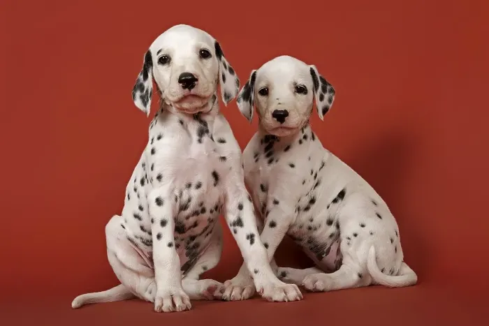 Framed Print : Two Dalmatian puppies, 6 weeks Framed Print : Two Dalmatian puppies, 6 weeks