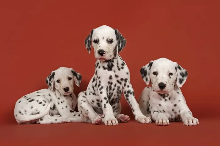 Framed Print : Three Dalmatian puppies, 6 weeks