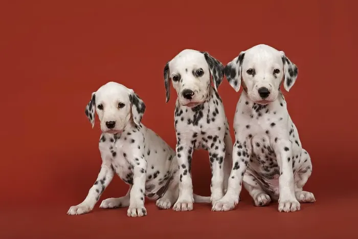 Framed Print : Three Dalmatian puppies, 6 weeks Framed Print : Three Dalmatian puppies, 6 weeks