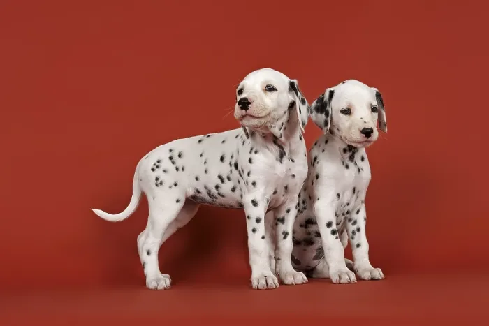 Framed Print : Two Dalmatian puppies, 6 weeks