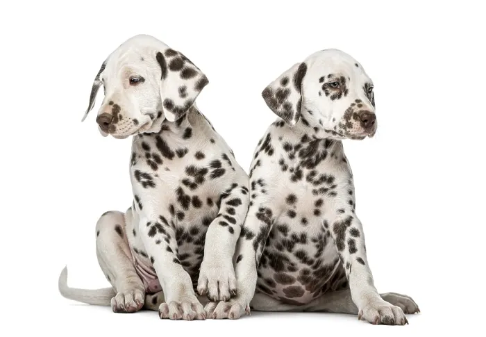 Framed Print : Two Dalmatian puppies in front of a white background Framed Print : Two Dalmatian puppies in front of a white background