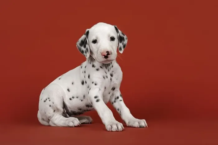 Framed Print : Dalmatian, puppy, 6 weeks