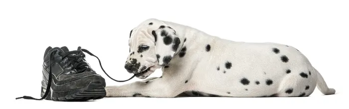 Framed Print : Dalmatian puppy chewing a shoe in front of a white background Framed Print : Dalmatian puppy chewing a shoe in front of a white background