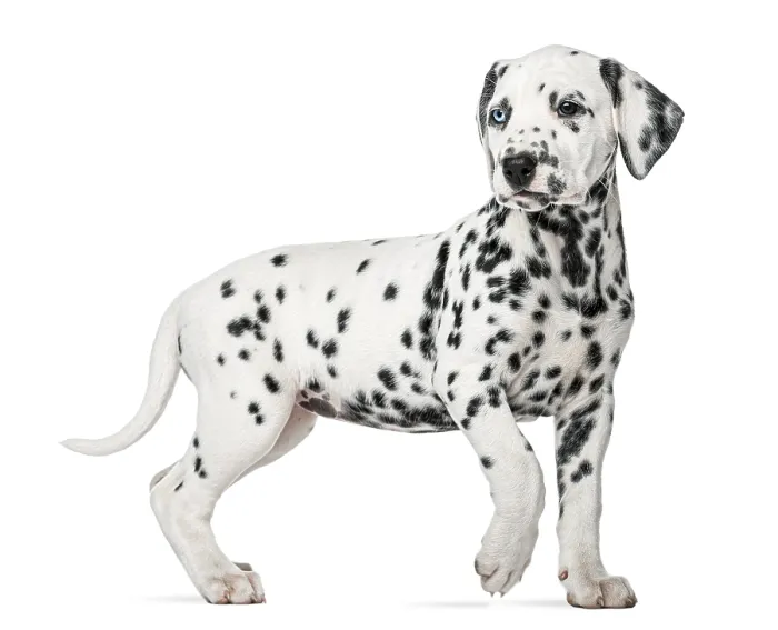 Framed Print : Dalmatian puppy with heterochromia walking in front of a white background Framed Print : Dalmatian puppy with heterochromia walking in front of a white background