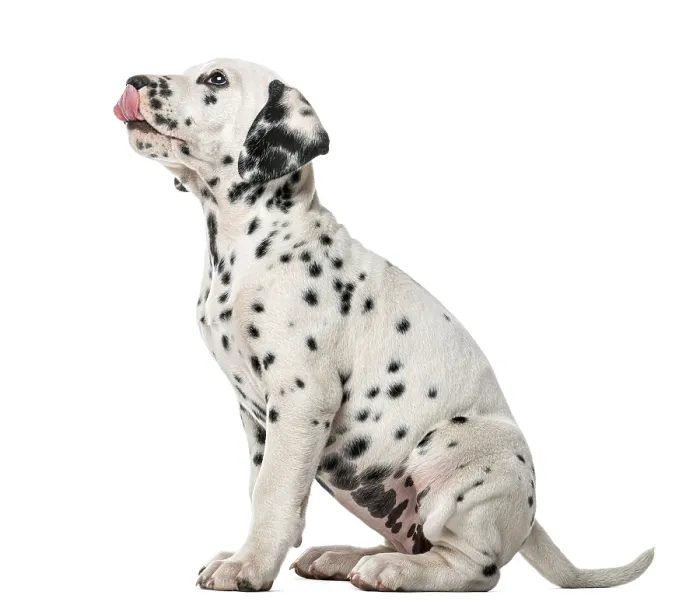 Framed Print : Dalmatian puppy sitting and licking in front of a white background Framed Print : Dalmatian puppy sitting and licking in front of a white background