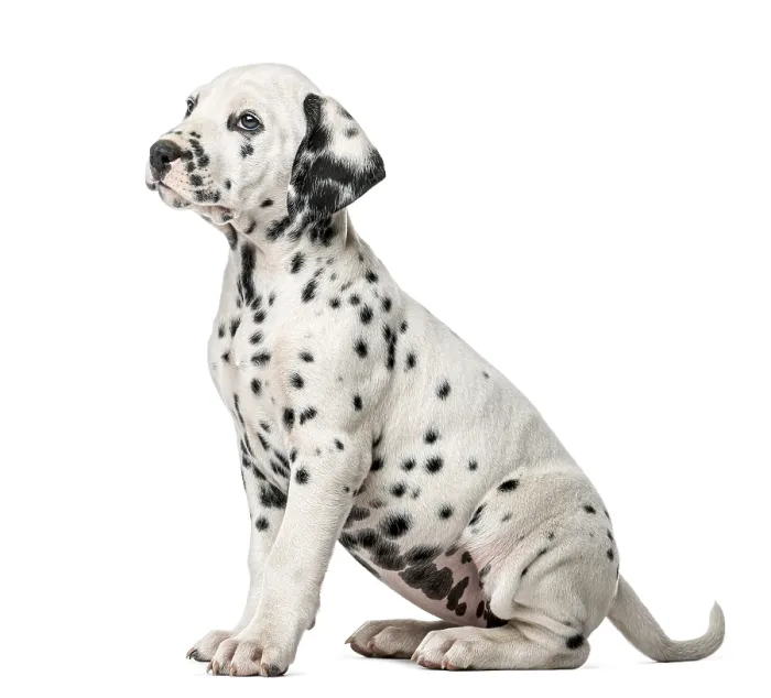 Framed Print : Dalmatian puppy sitting in front of a white background
