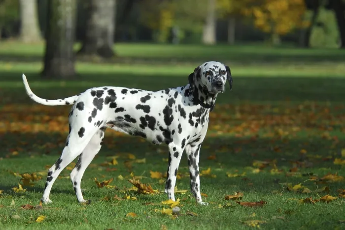 Framed Print : Dalmatian standing in a meadow with autumnal leaves