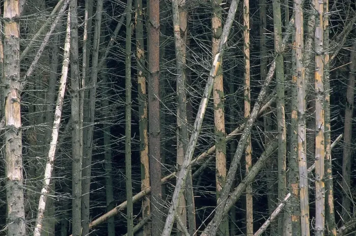 Framed Print : Damaged spruce forest