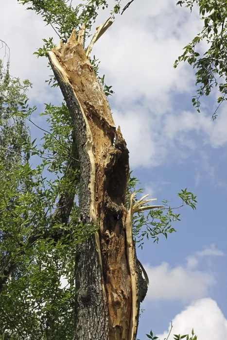 Framed Print : Damaged tree, caused by a thunder storm