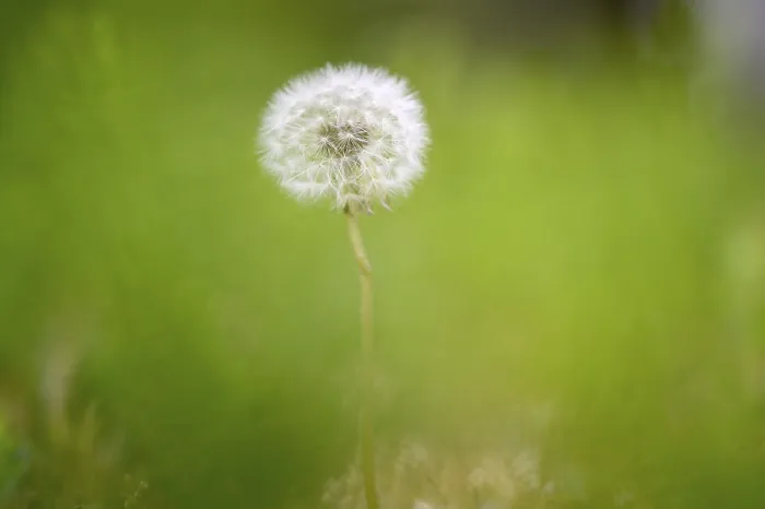 Framed Print : Dandelion (Taraxacum), dandelion Framed Print : Dandelion (Taraxacum), dandelion