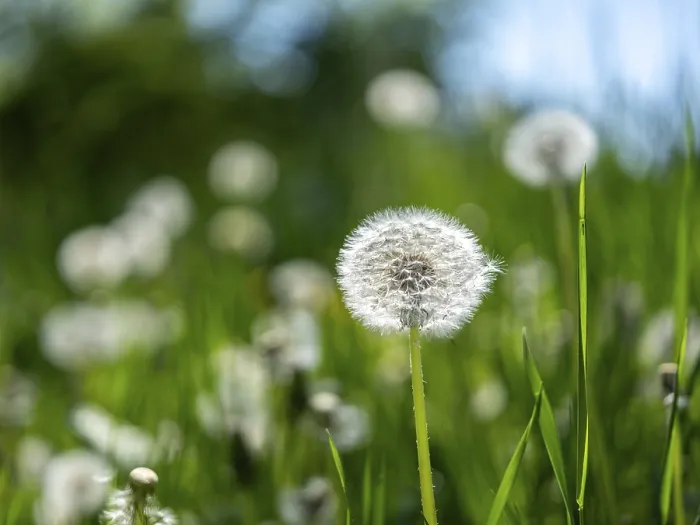Framed Print : Dandelion (Taraxacum), dandelions