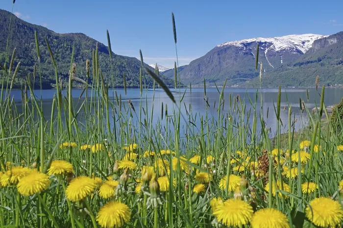 Framed Print : Dandelions in bloom, in front of a fjord and snow-capped mountains