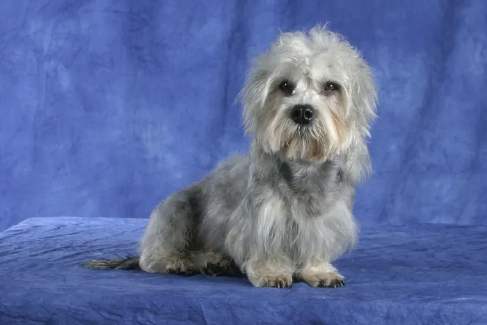 Framed Print : Dandie-Dinmont-Terrier Framed Print : Dandie-Dinmont-Terrier