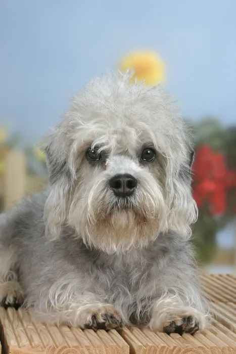 Framed Print : Dandie Dinmont Terrier