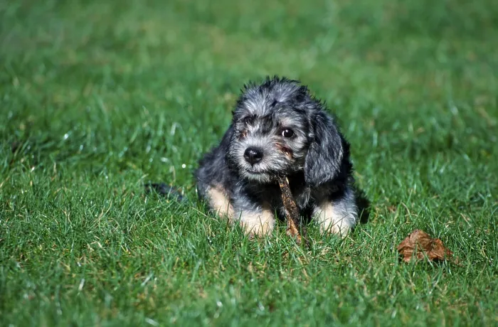 Framed Print : Dandie Dinmont Terrier, puppy, 11 weeks