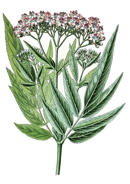 Framed Print : Danewort, Danesblood or European Dwarf Elder (Sambucus ebulus) Framed Print : Danewort, Danesblood or European Dwarf Elder (Sambucus ebulus)