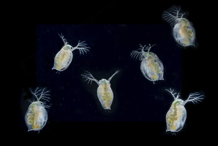 Framed Print : Daphnia magna (Daphnia Magna) with eggs and larvae